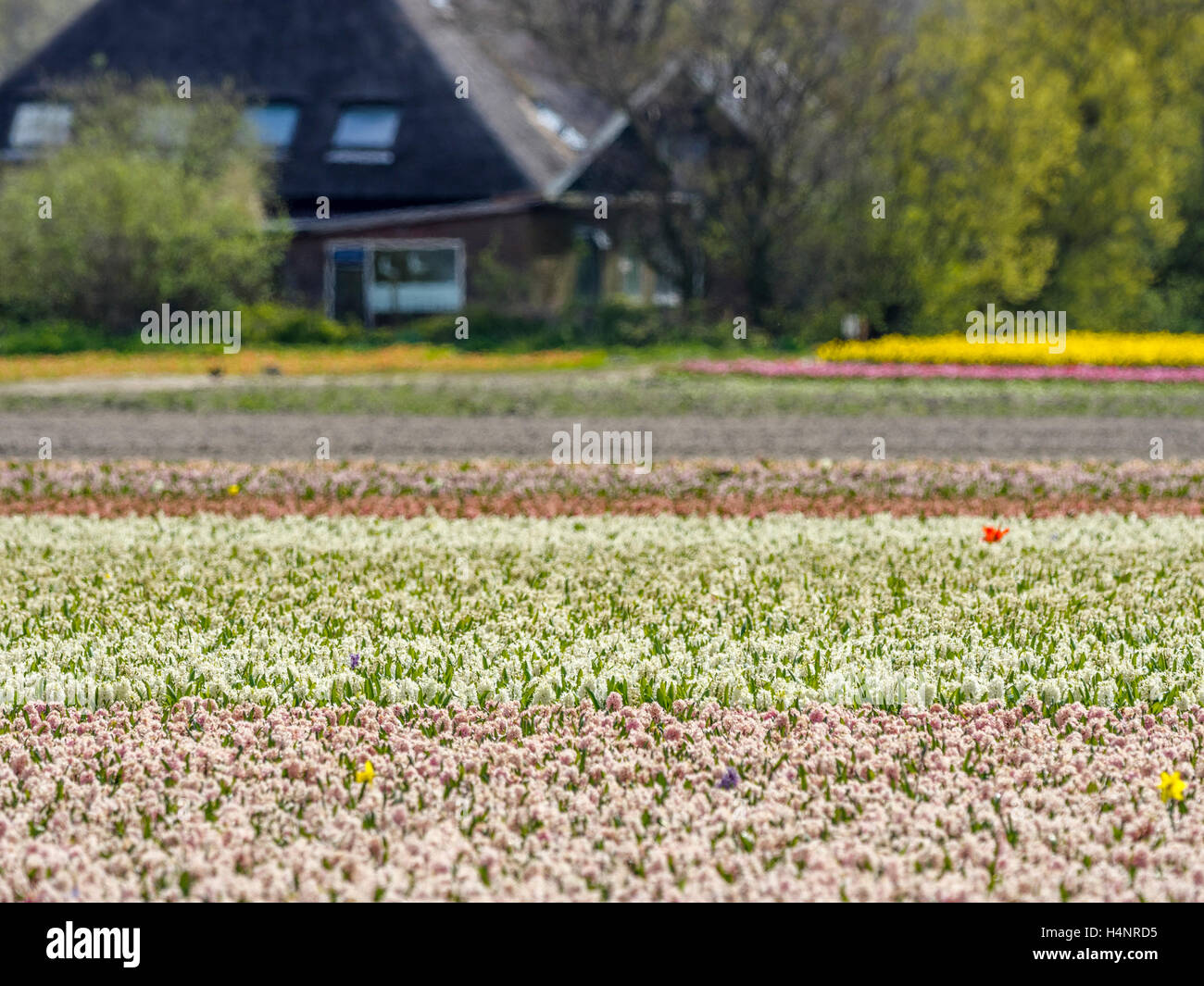 Tulip fields in the Netherlands Stock Photo - Alamy