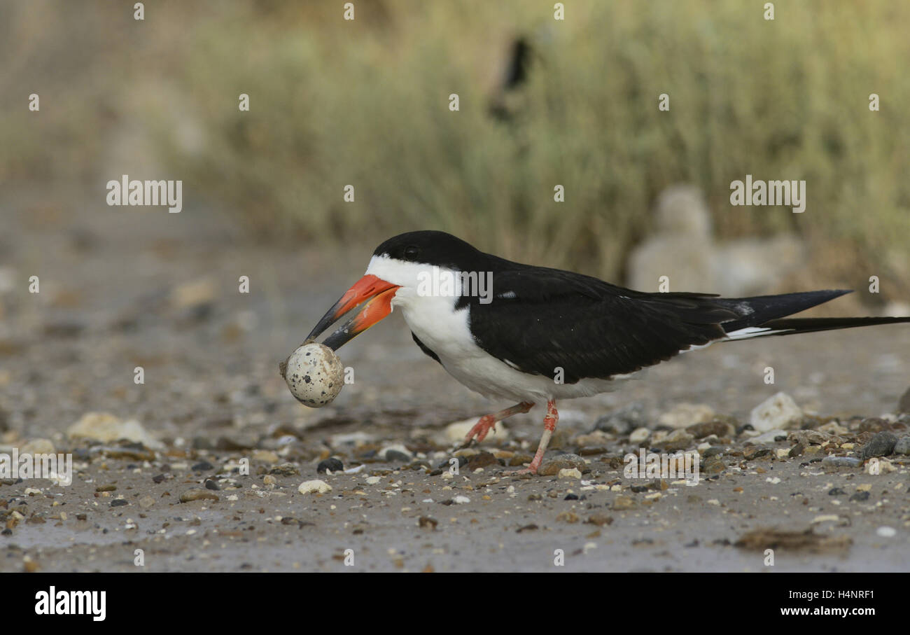 Black Skimmer (Rynchops niger), adult carrying broken egg from nest, Port Isabel, Laguna Madre, South Padre Island, Texas, USA Stock Photo