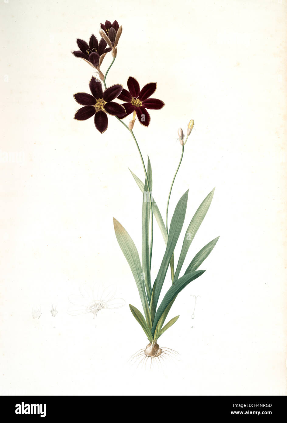 Ixia grandiflora, Ixia à grande fleur, Redouté, Pierre Joseph, 1759-1840, les liliacees, 1802 - 1816 Stock Photo