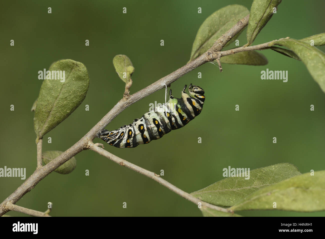 Black Swallowtail (Papilio polyxenes), caterpillar pupating into chrysalis, series , Hill Country, Texas, USA Stock Photo