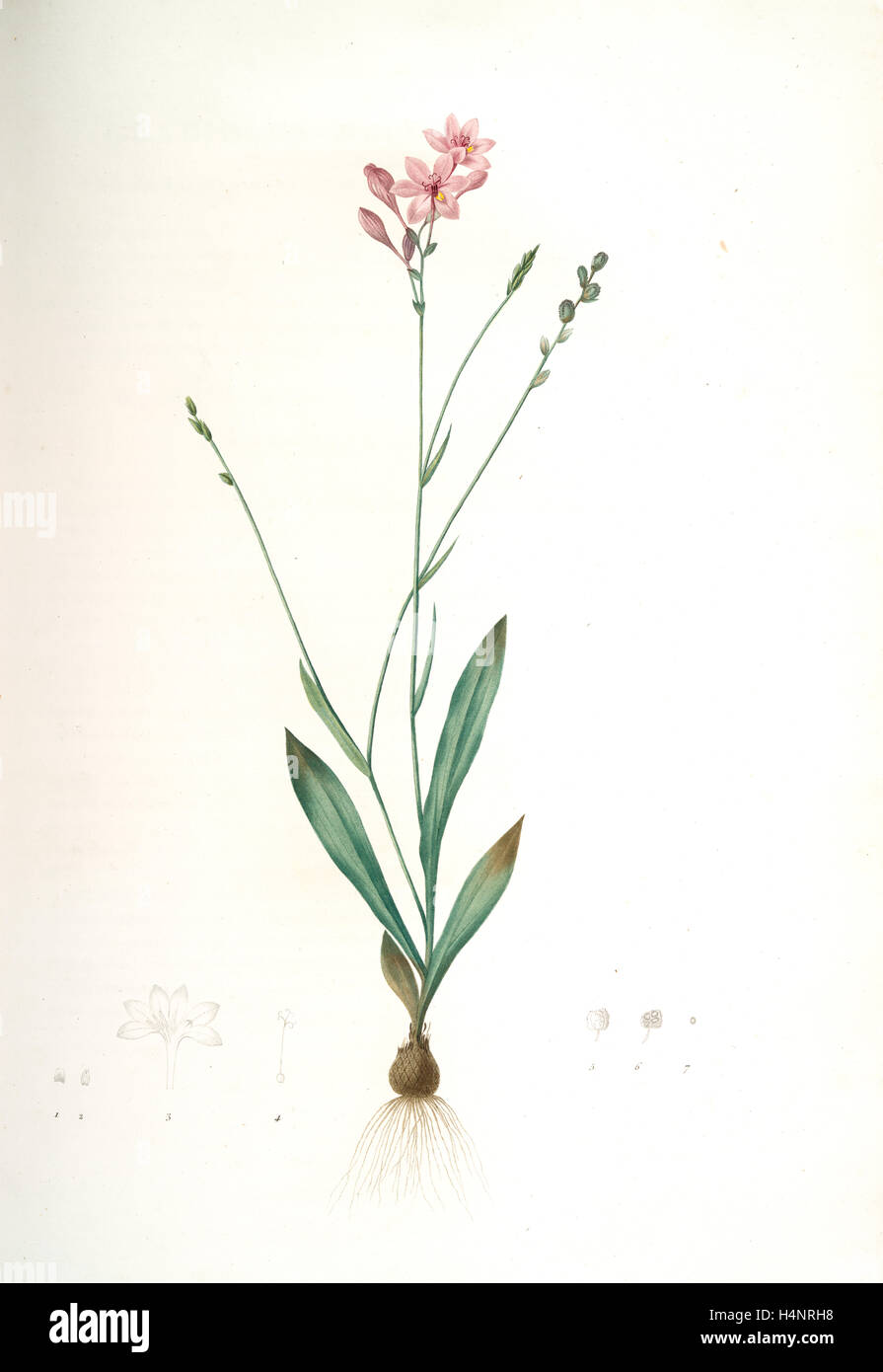 Gladiolus junceus, Lapeyrousia juncea; Glaïeul jonc, Redouté, Pierre Joseph, 1759-1840, les liliacees, 1802 - 1816 Stock Photo