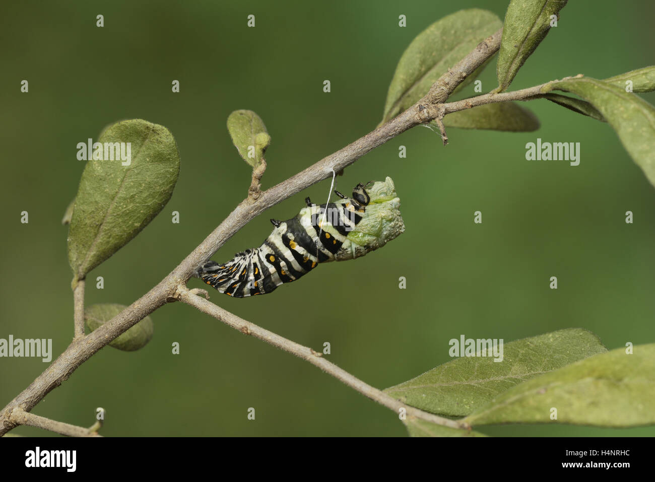 Black Swallowtail (Papilio polyxenes), caterpillar pupating into chrysalis, series , Hill Country, Texas, USA Stock Photo