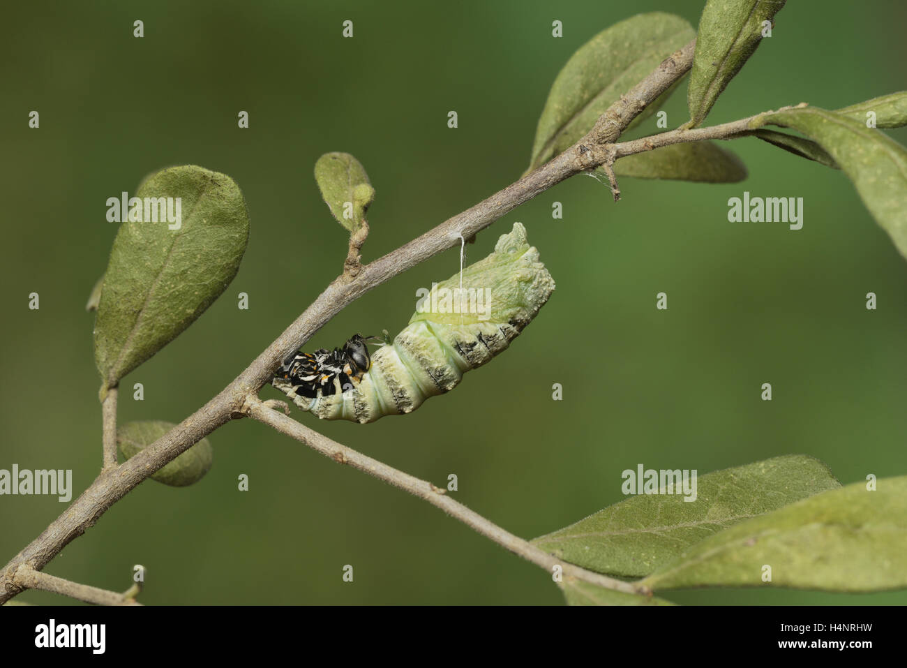 Black Swallowtail (Papilio polyxenes), caterpillar pupating into chrysalis, series , Hill Country, Texas, USA Stock Photo