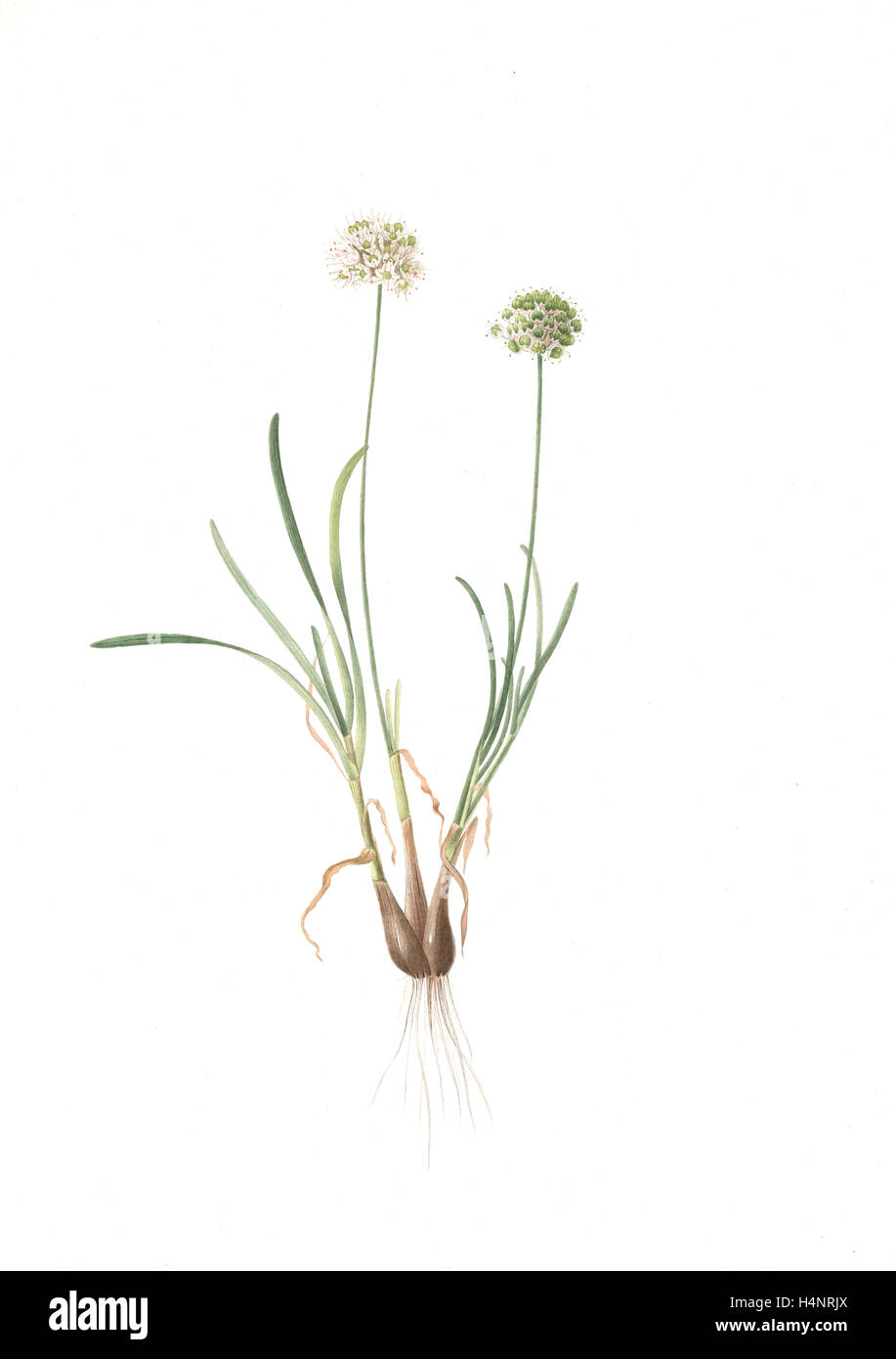 Allium carolinianum, Ail de Caroline, Redouté, Pierre Joseph, 1759-1840, les liliacees, 1802 - 1816 Stock Photo