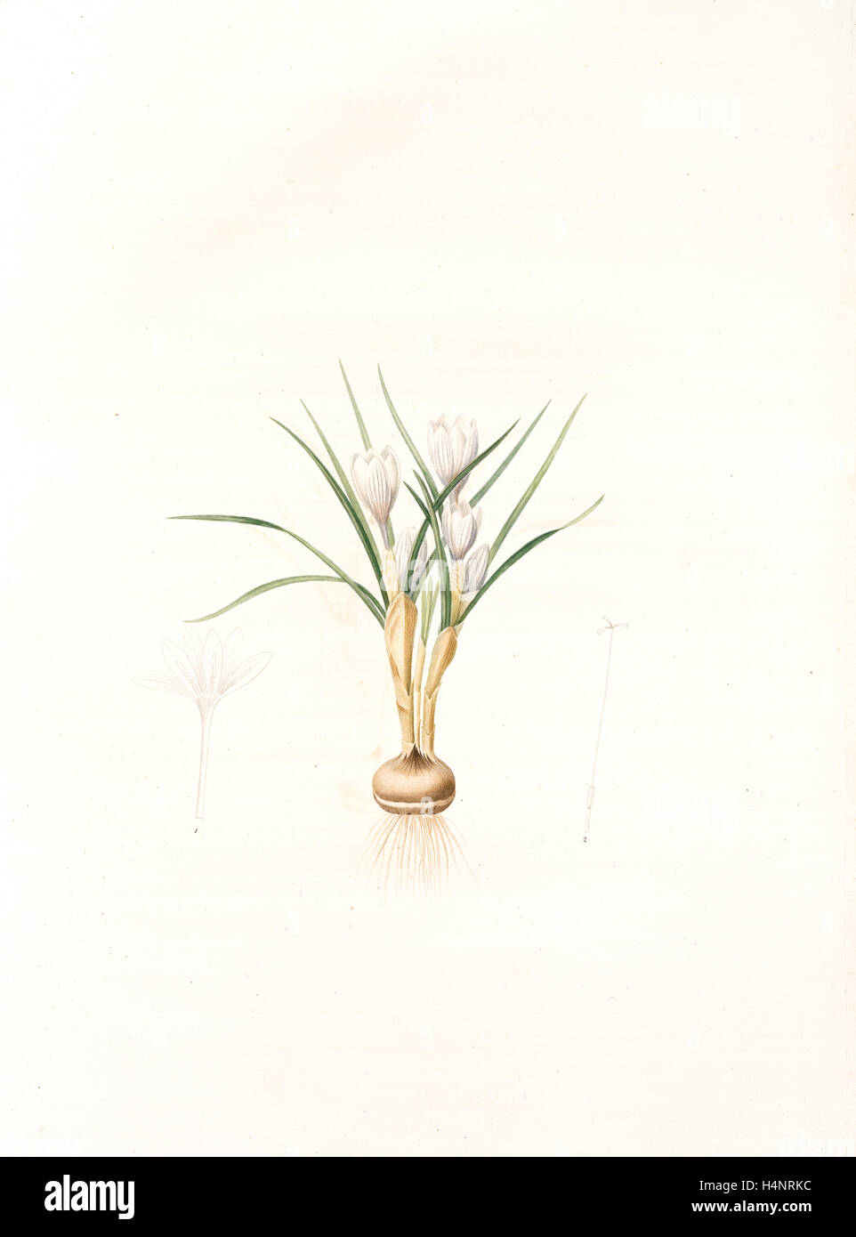 Crocus biflorus, Safran à deux fleurs; Scotch Crocus, Redouté, Pierre Joseph, 1759-1840, les liliacees, 1802 - 1816 Stock Photo