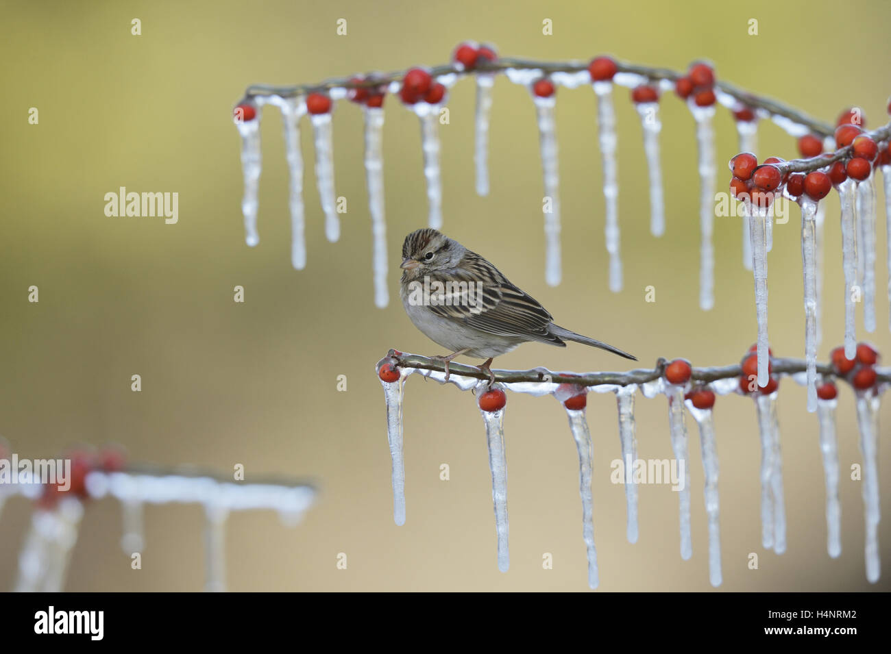 Chipping Sparrow (Spizella passerina), adult perched on icy branch of Possum Haw Holly (Ilex decidua) with berries, Texas Stock Photo