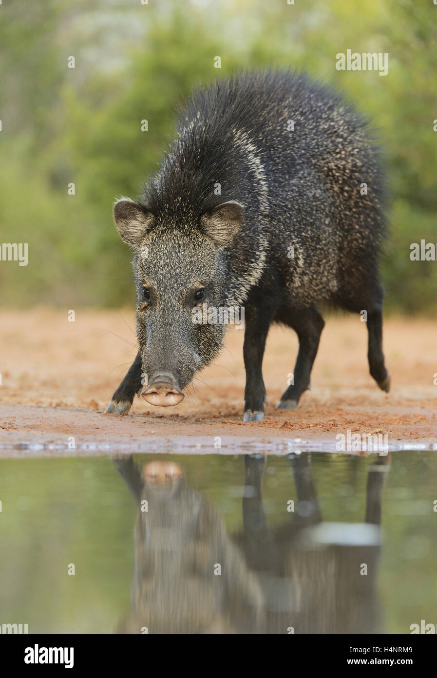 Collared Peccary, Javelina (Tayassu tajacu), adult at ponds edge, South
