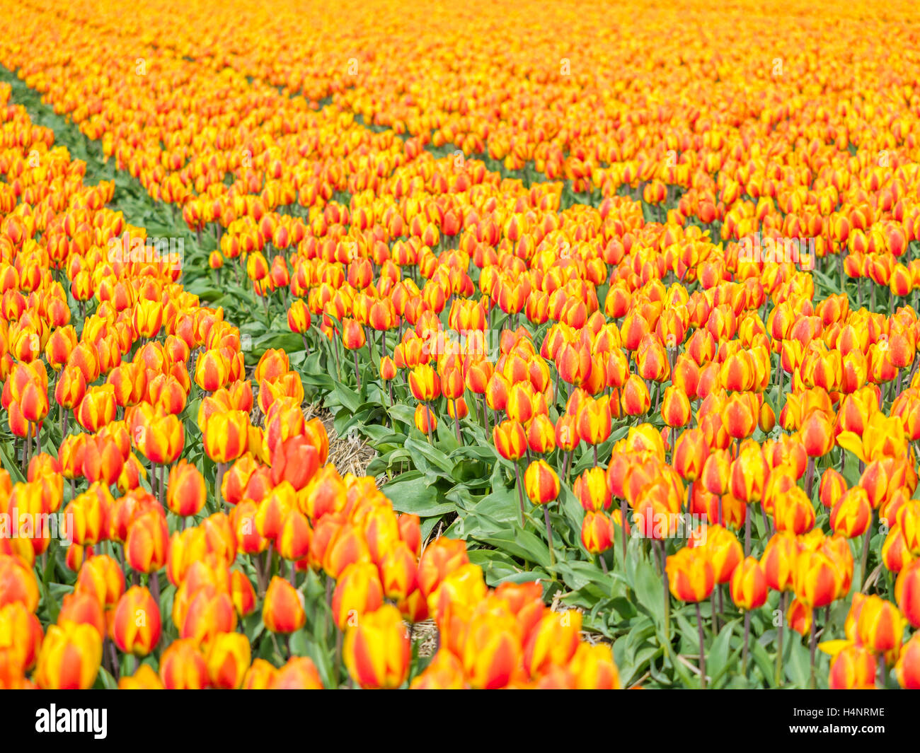 Tulip fields in the Netherlands Stock Photo Alamy