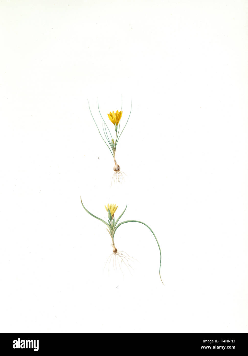 Ixia recurva; Ixia filifolia, Romulea sp.; Ixia à feuilles recourbèes, Redouté, Pierre Joseph, 1759-1840, les liliacees Stock Photo