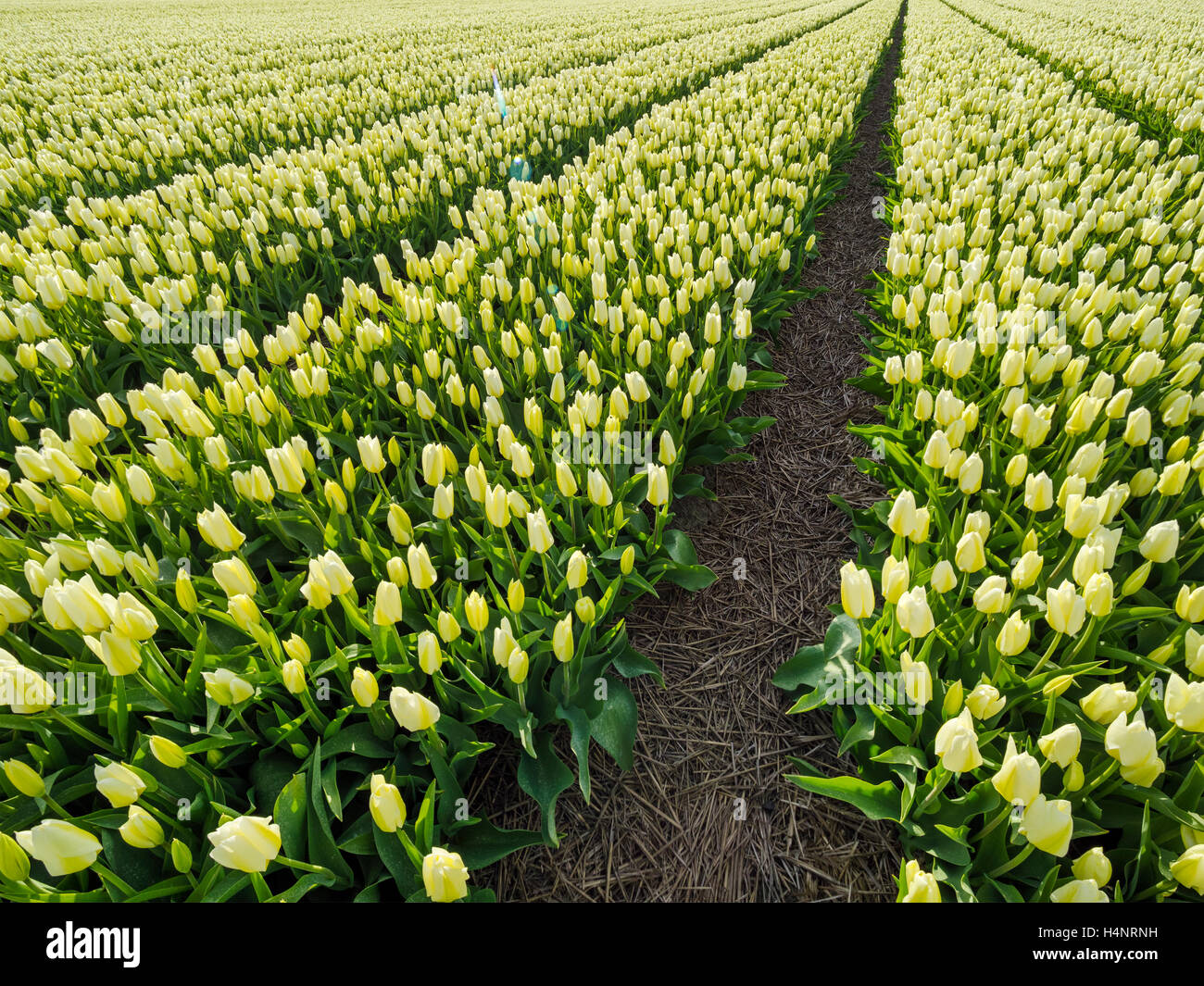 Tulip fields in the Netherlands Stock Photo - Alamy