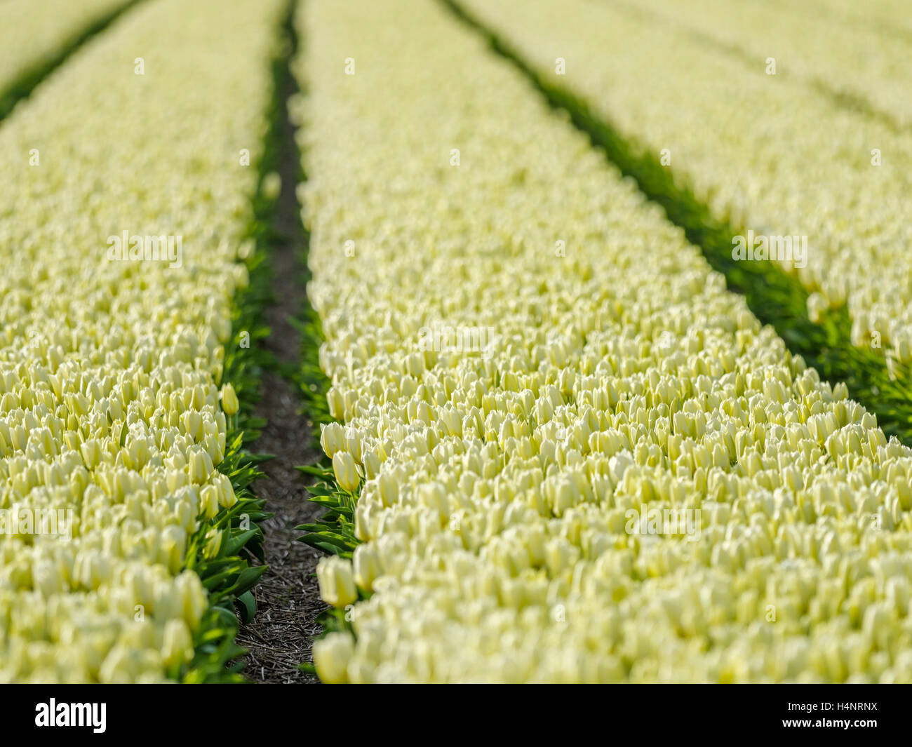 Tulip fields in the Netherlands Stock Photo - Alamy