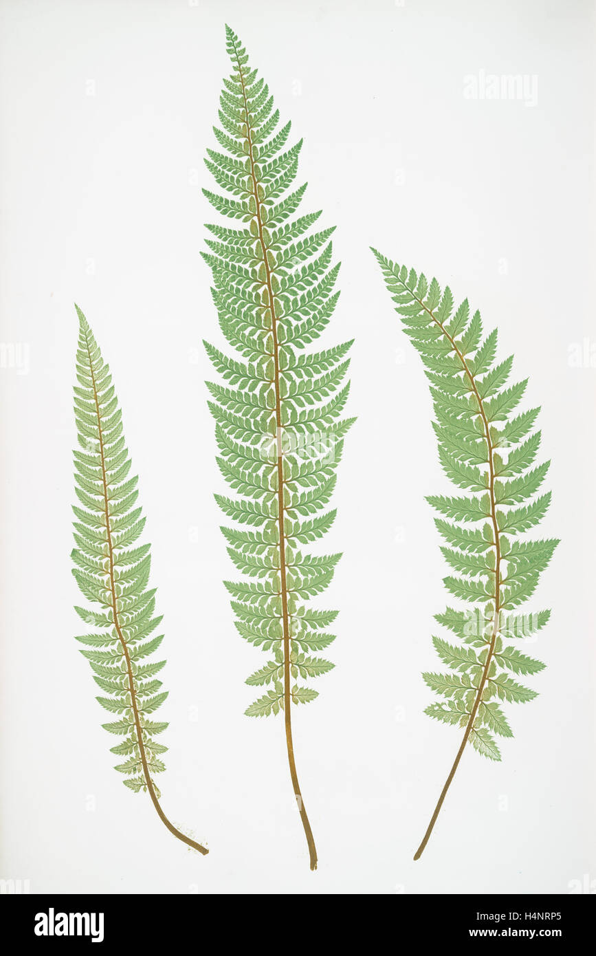 Polystichum aculeatum lobatum. The common prickly shield fern, Bradbury, Henry Riley (1821-1887), (Illustrator), 1857, ferns Stock Photo