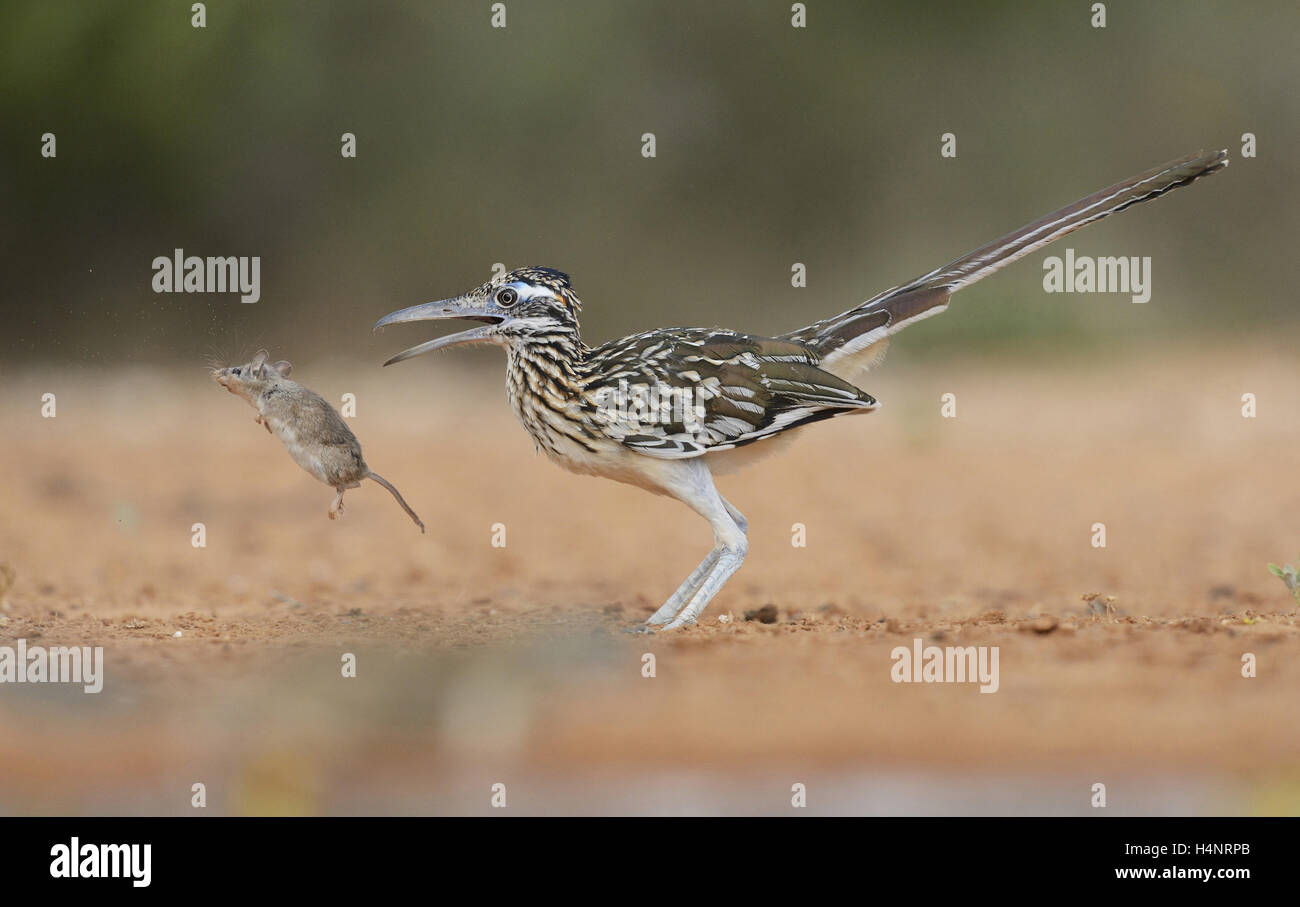 Greater Roadrunner (Geococcyx californianus), adult with mouse prey, Rio Grande Valley, South Texas, Texas, USA Stock Photo