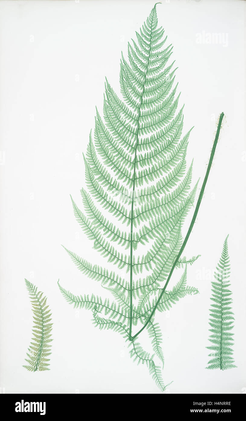 Athyrium Filix-foemina ovatum. The lady fern, Bradbury, Henry Riley (1821-1887), (Illustrator), ferns of Great Britain Stock Photo
