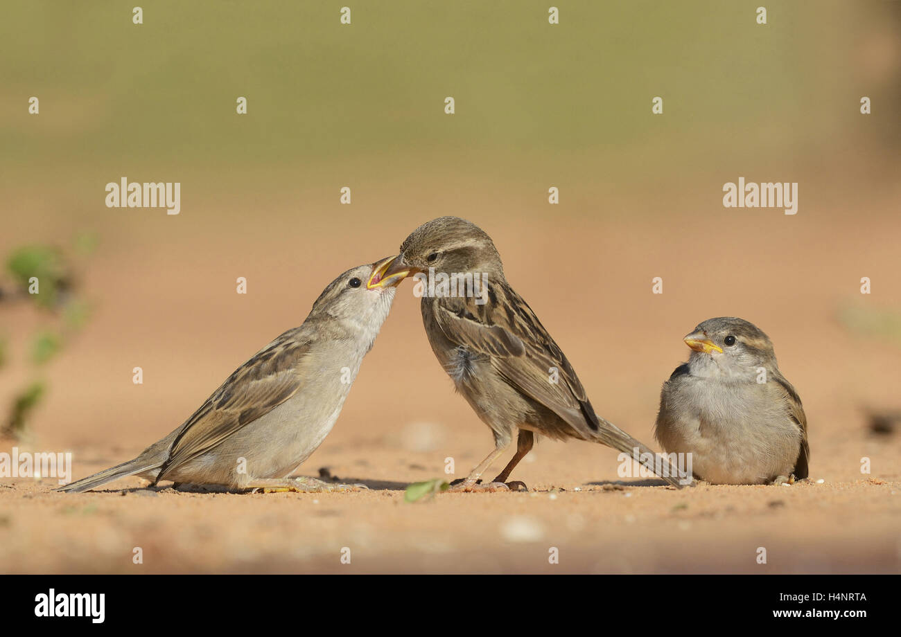 House Sparrow (Passer domesticus), female feeding young, Rio Grande Valley, South Texas, Texas, USA Stock Photo