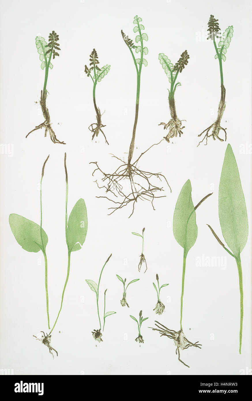A. Botrychium Lunaria. B. Ophioglossum vulgatum. C. O. lusitanicum. The common moonwort, The common adder's tongue Stock Photo