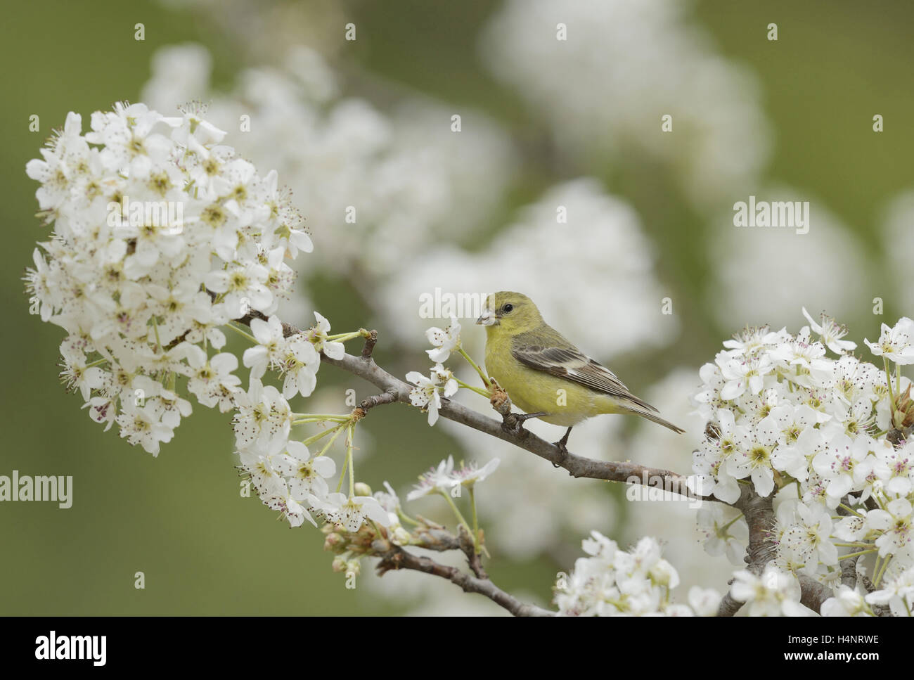 Pear tree pyrus sp hi-res stock photography and images - Alamy