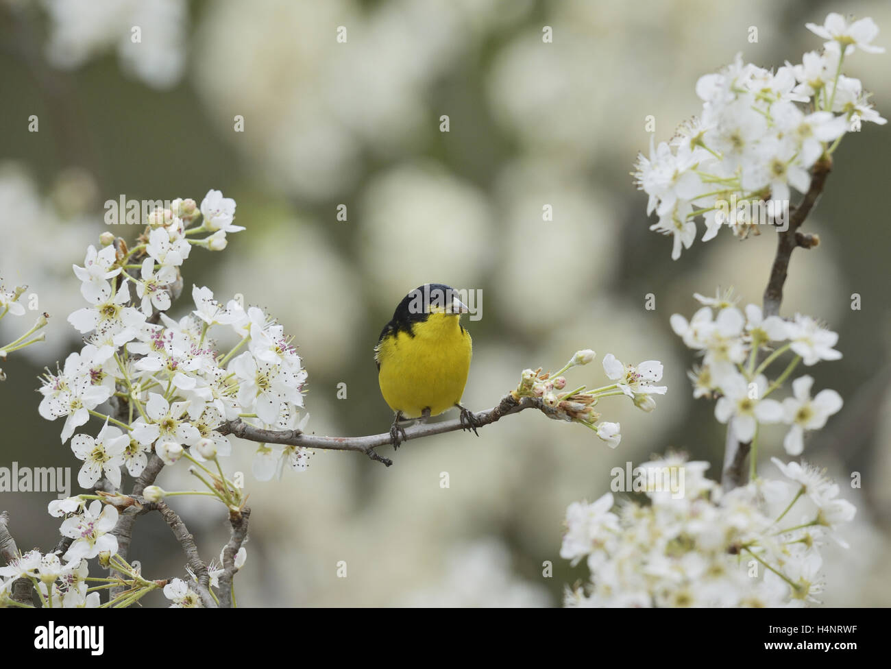 Lesser Goldfinch (Carduelis psaltria),  male perched on blooming Mexican Plum (Prunus mexicana) , Hill Country, Texas, USA Stock Photo