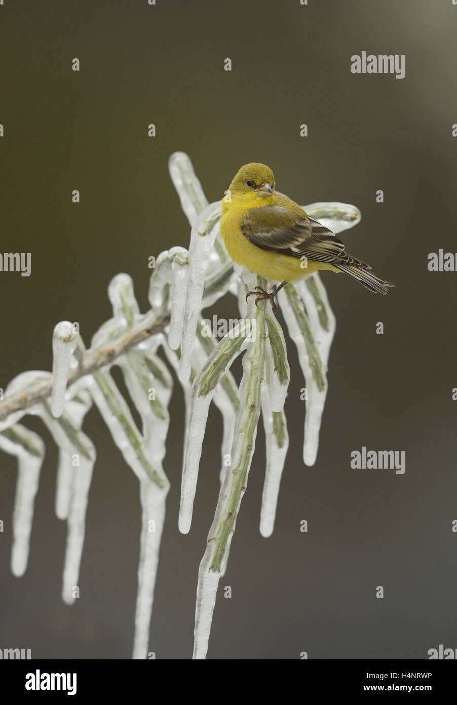 Lesser Goldfinch (Carduelis psaltria), adult female perched on icy branch of Christmas cholla , Texas Stock Photo