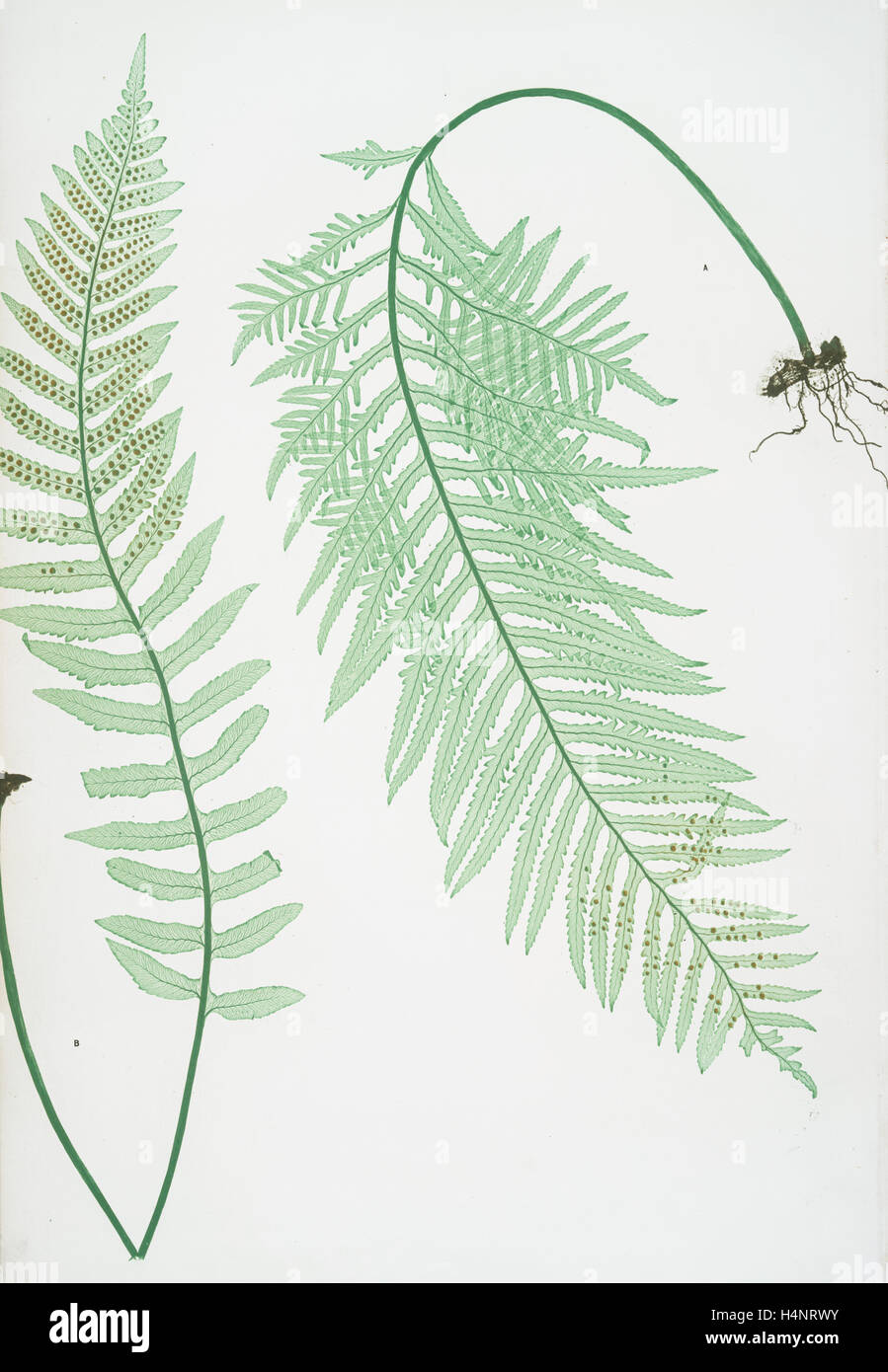 A. Polypodium vulgare semilacerum. B. P. vulgare serratum. The common polypody, Bradbury, Henry Riley (1821-1887), (Illustrator) Stock Photo