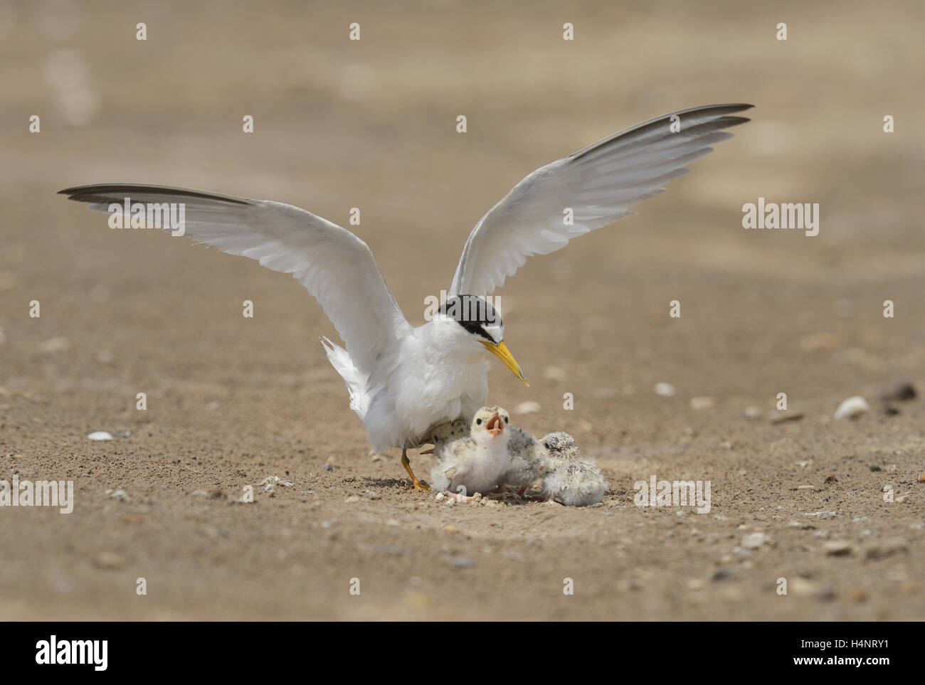 Least Tern (Sterna antillarum), adult cooling off young with water, Port Isabel, Laguna Madre, South Padre Island, Texas, USA Stock Photo