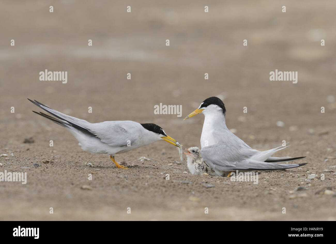 Least Tern (Sterna antillarum), adult feeding first fish to newly hatched young, Port Isabel, Laguna Madre, Texas Stock Photo