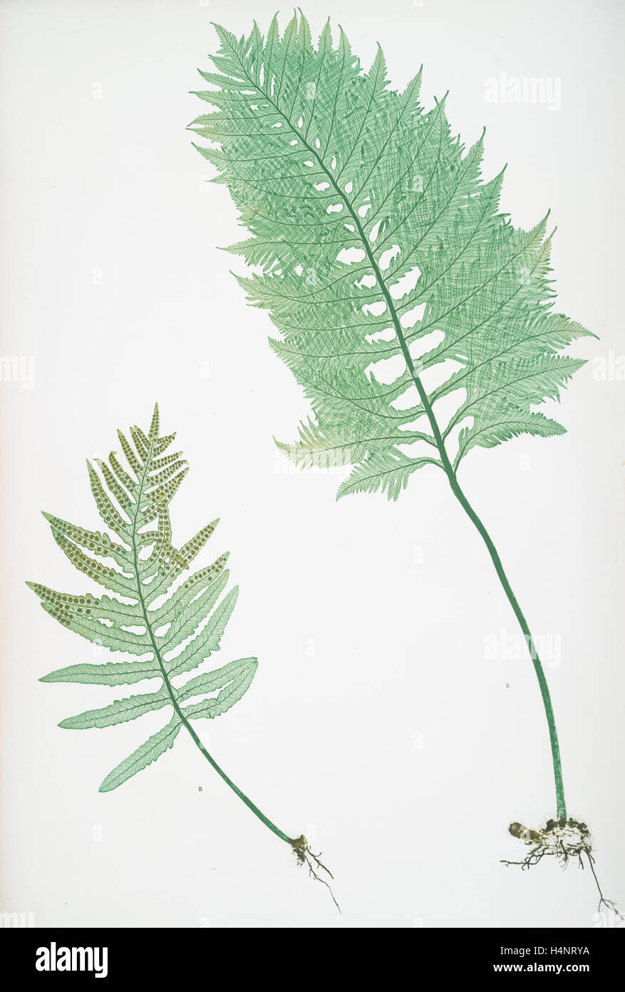 A. Polypodium vulgare cambricum. B. P. vulgare crenatum. The common polypody, Bradbury, Henry Riley (1821-1887), (Illustrator) Stock Photo