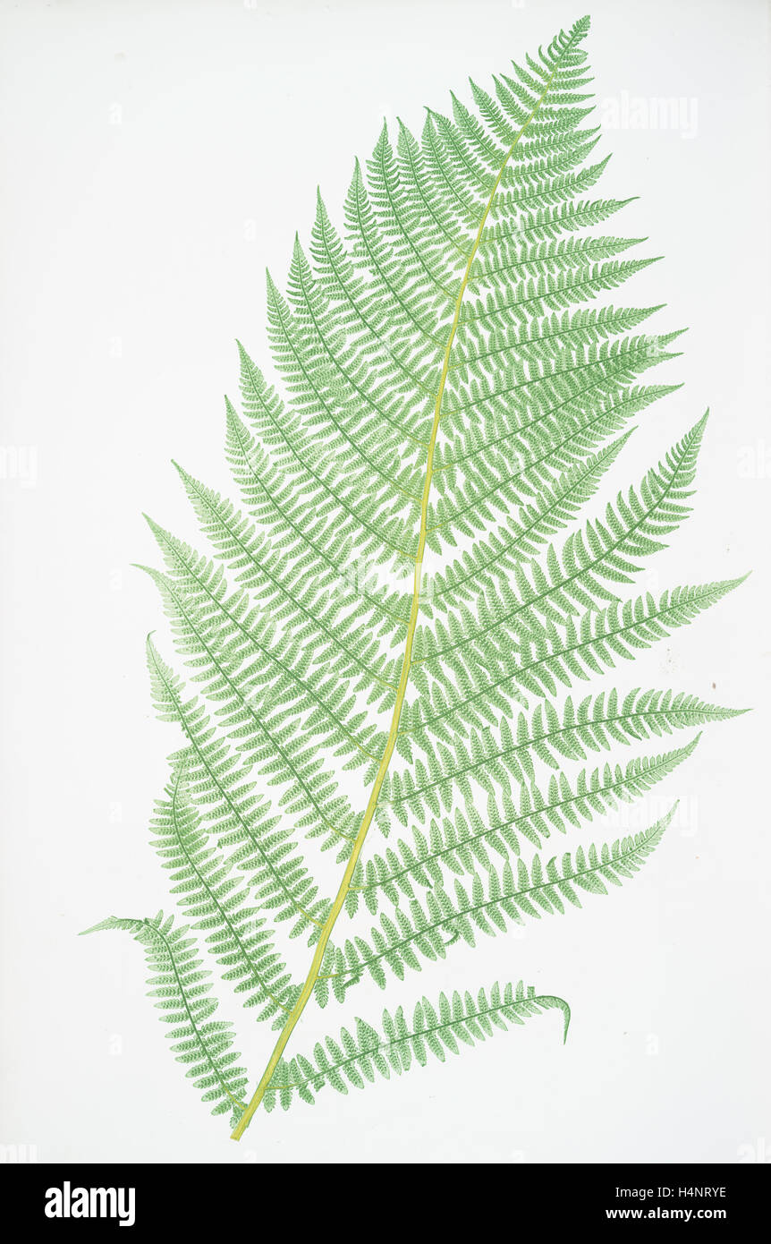 Athyrium Filix-foemina. The lady fern, Bradbury, Henry Riley (1821-1887), (Illustrator), ferns of Great Britain and Ireland Stock Photo