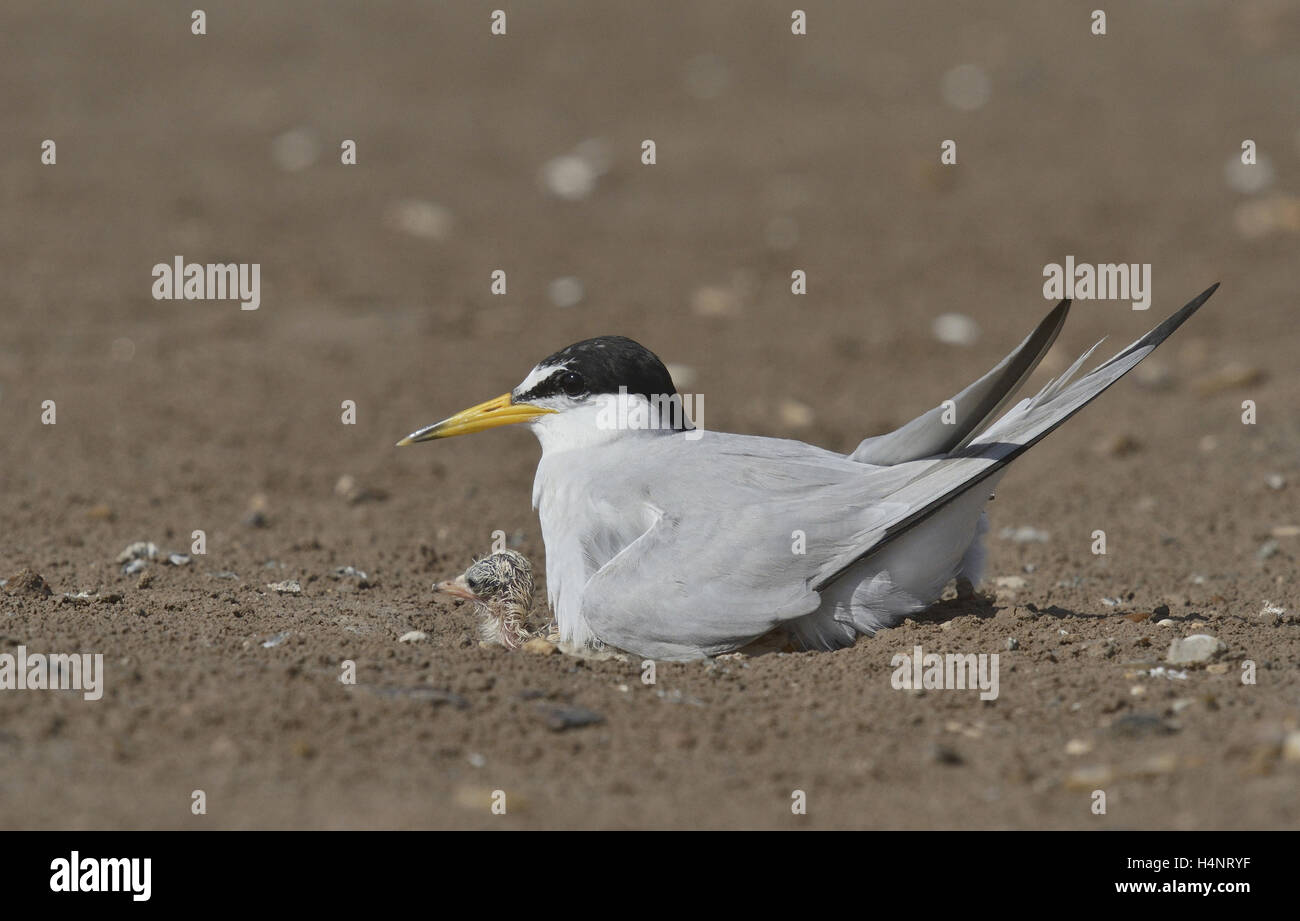 Least Tern (Sterna antillarum), adult warming newborn chicks, Port Isabel, Laguna Madre, South Padre Island, Texas, USA Stock Photo
