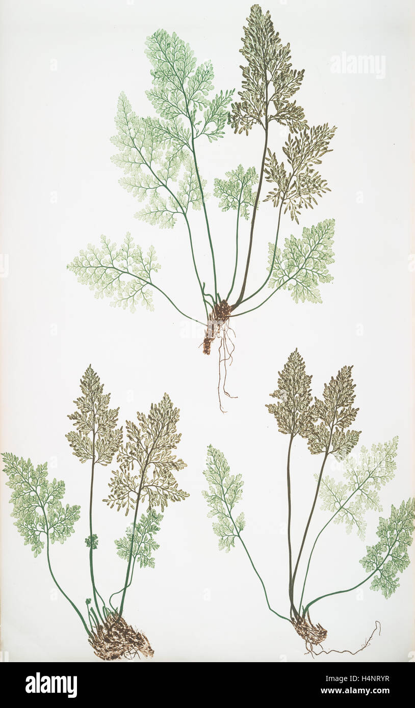 Allosorus crispus. The mountain parsley fern, or Rock brakes, Bradbury, Henry Riley (1821-1887), (Illustrator), 1857, ferns Stock Photo