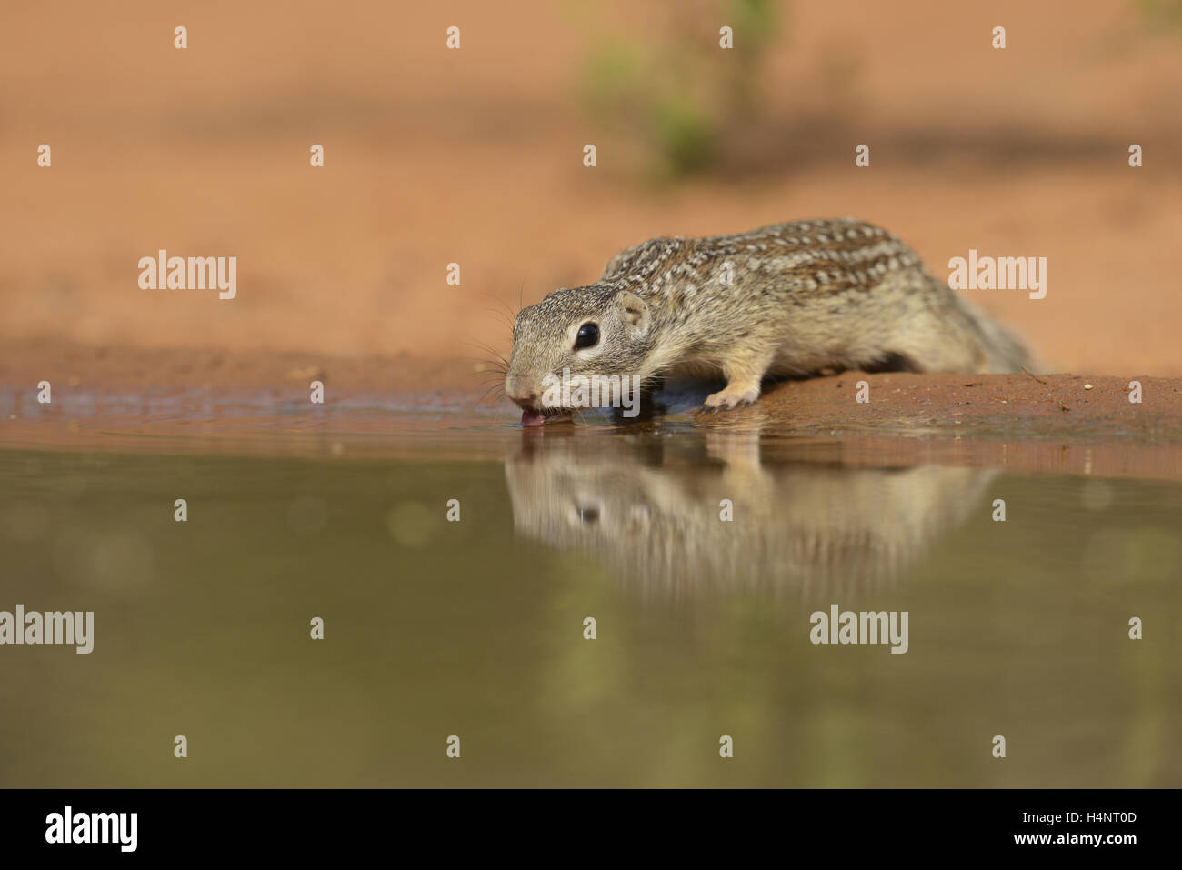 Mexican Ground Squirrel (Spermophilus mexicanus), adult drinking at pond, South Texas, USA Stock Photo