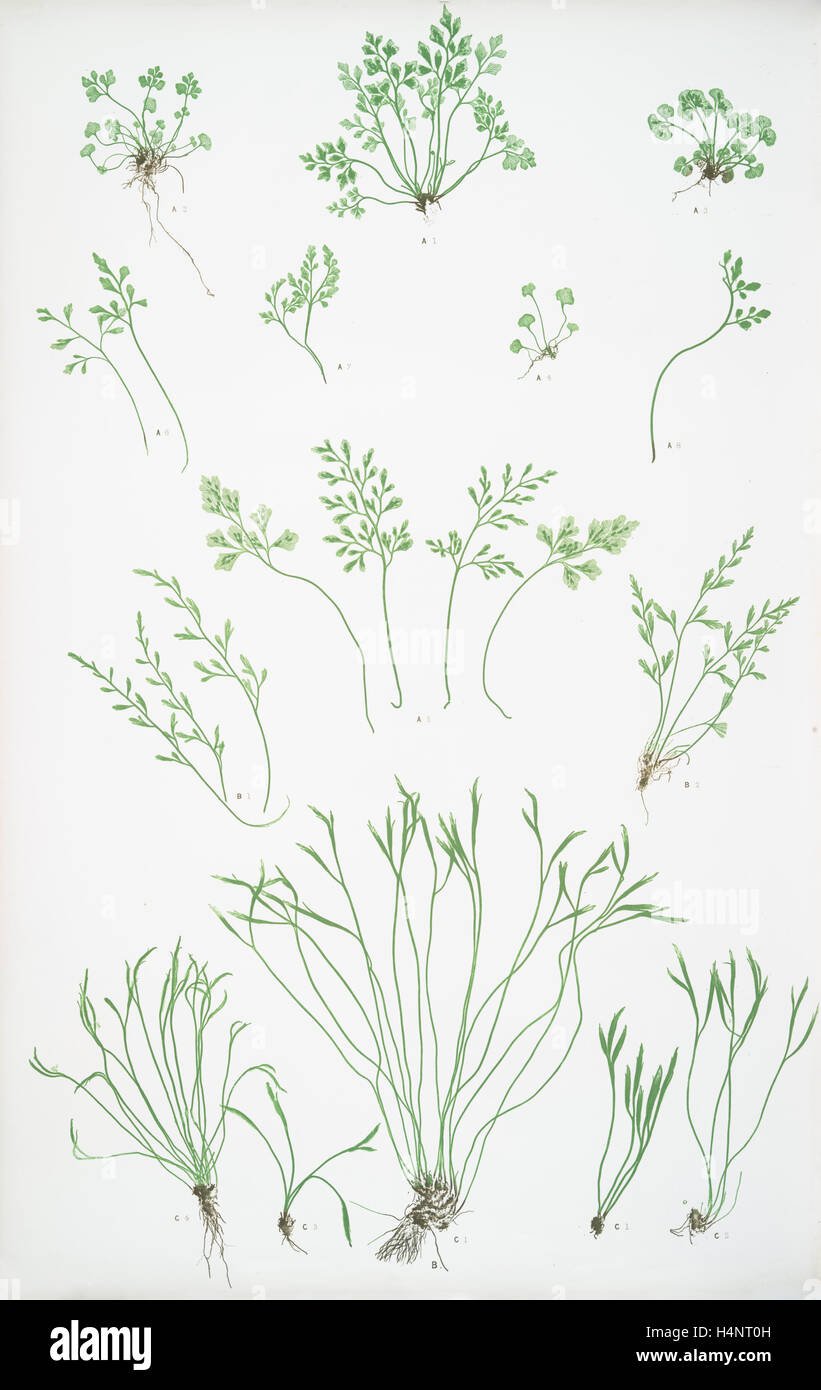 A. Asplenium Ruta-muraria. B. A. germanicum. C. A. septentrionale. The wall rue, or spleenwort. The alternate-leaved spleenwort. Stock Photo