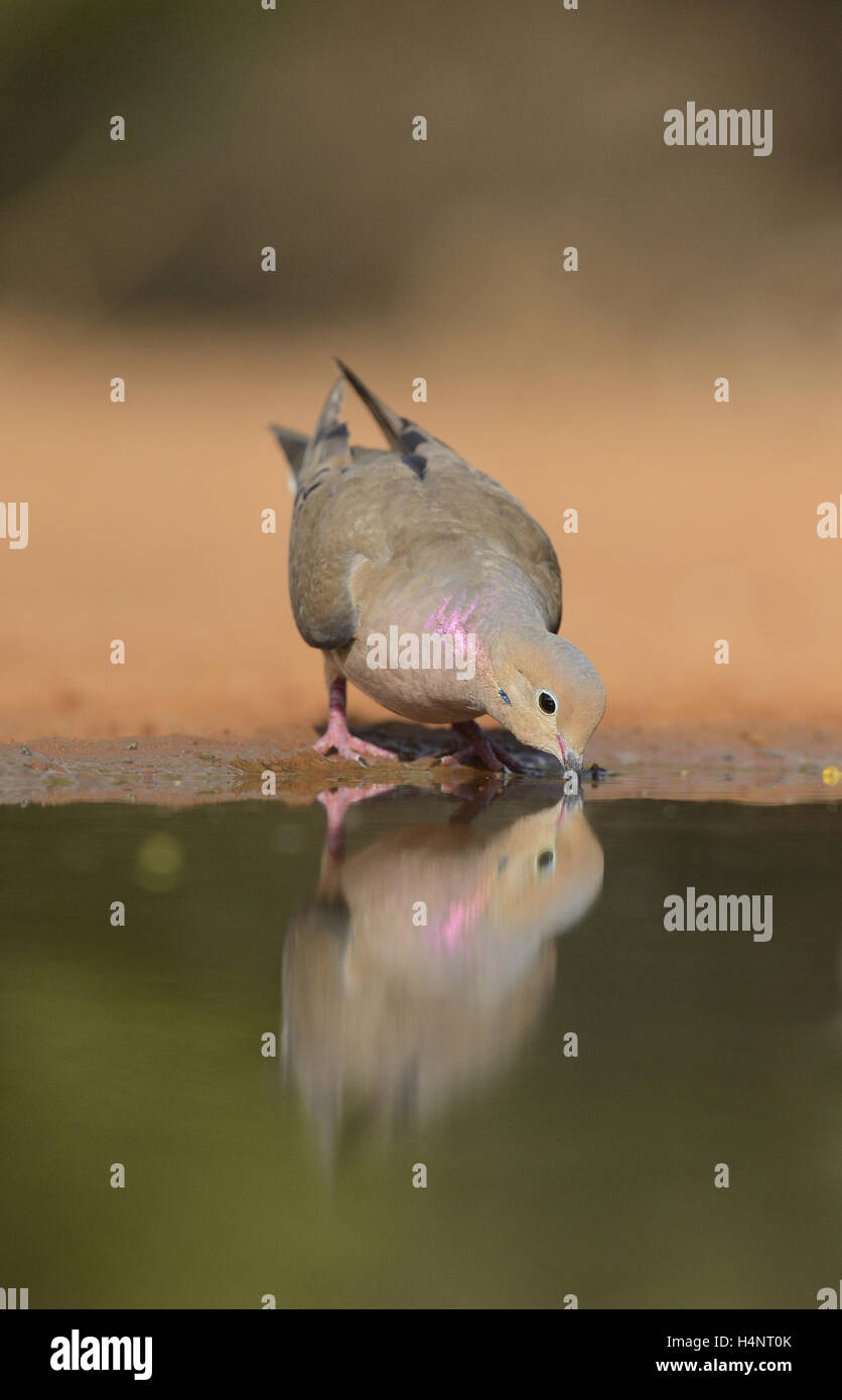 Mourning Dove (Zenaida macroura), adult at pond drinking, Rio Grande Valley, South Texas, Texas, USA Stock Photo