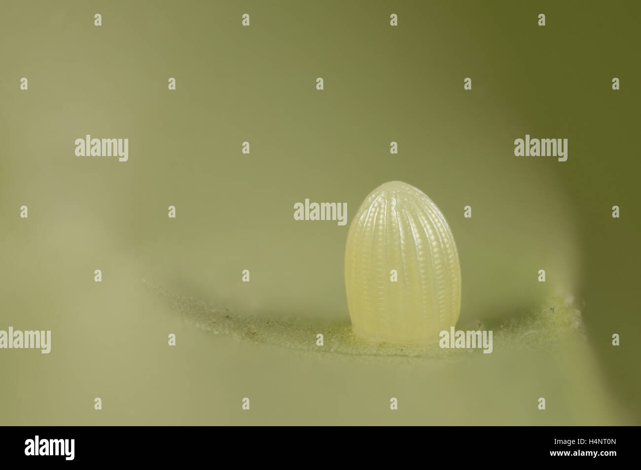 Monarch (Danaus plexippus), egg on leaf, Hill Country, Texas, USA Stock Photo