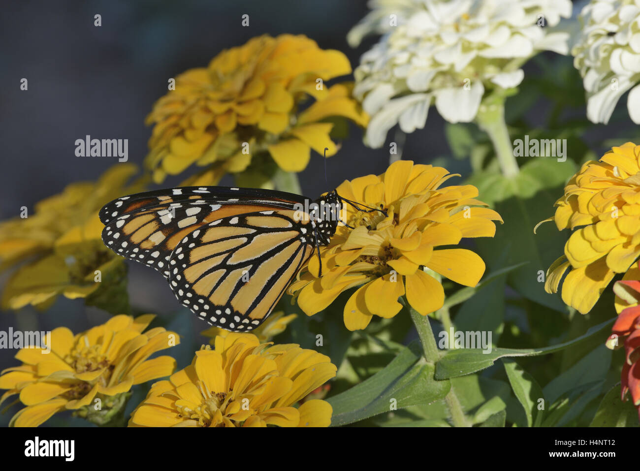 Monarch (Danaus plexippus), adult feeding on Zinnia flower, Hill Country, Texas, USA Stock Photo
