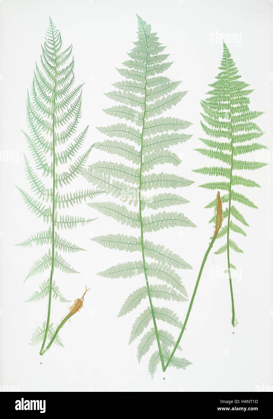 A. Athyrium Filix-foemina rhæticum. B. A. Filix-foemina latifolium. C. A. Filix-foemina marinum. The lady fern Stock Photo