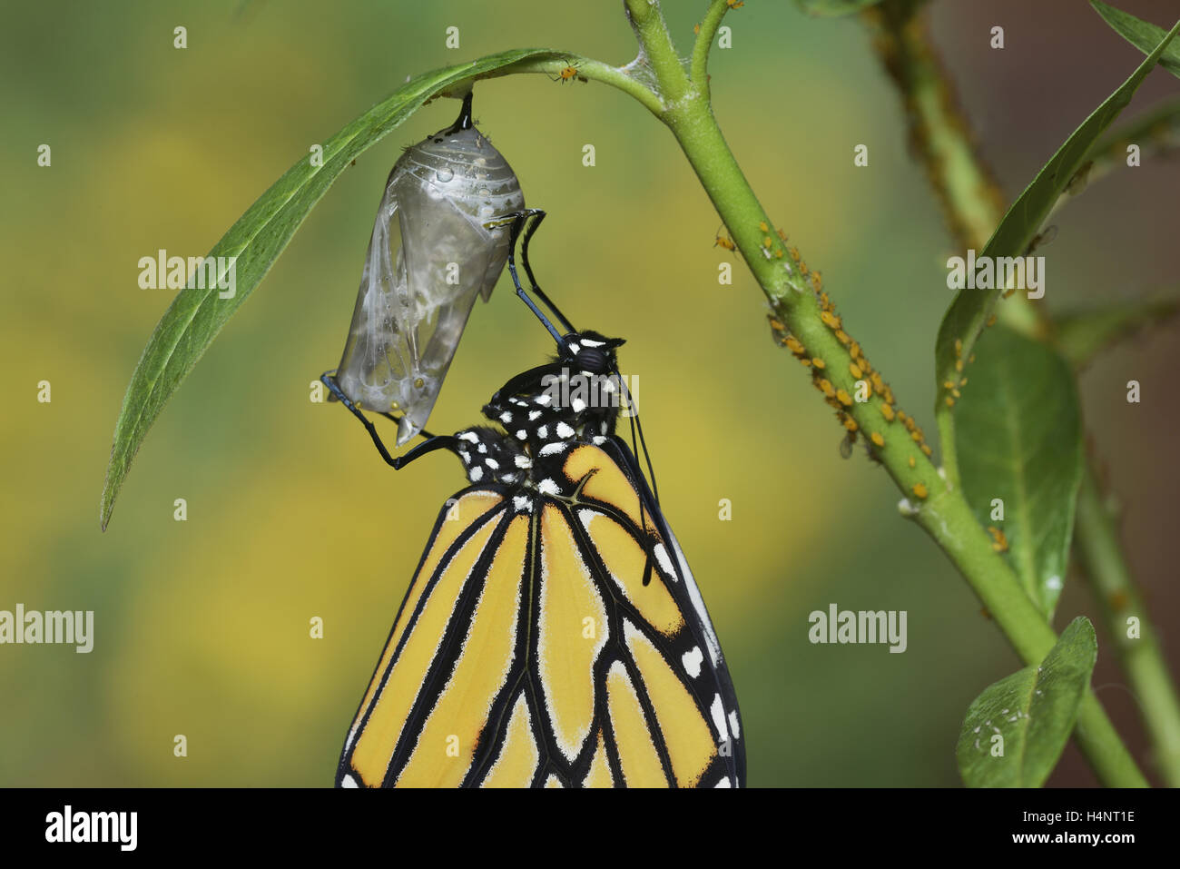 Monarch butterfly chrysalis hatch hires stock photography and images