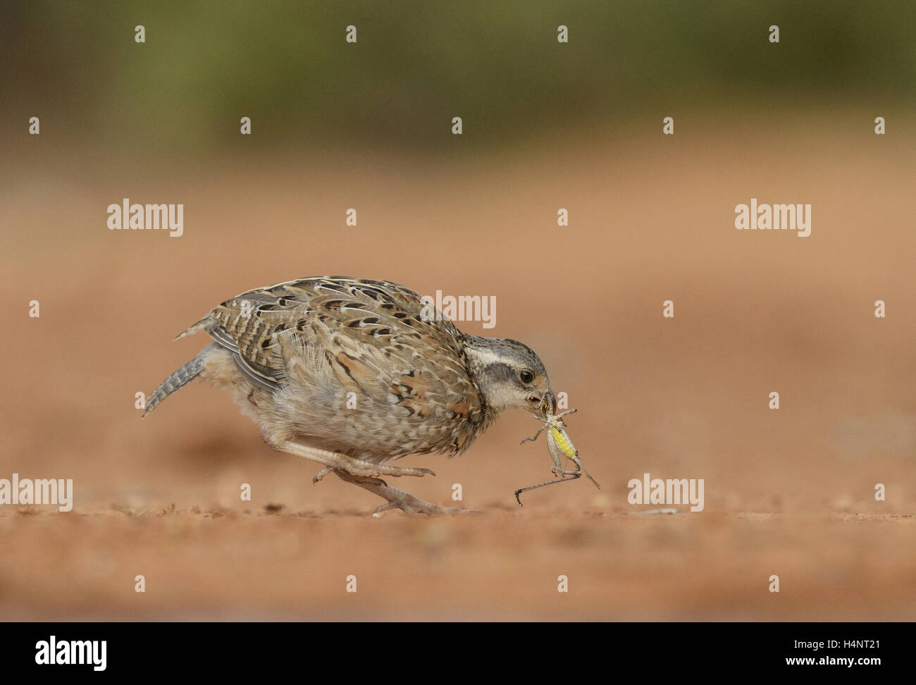Northern Bobwhite (Colinus virginianus), young eating grasshopper prey, Rio Grande Valley, South Texas, Texas, USA Stock Photo