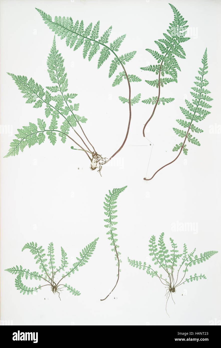 A. Asplenium fontanum. B. Asplenium lanceolatum. The smooth rock spleenwort, Bradbury, Henry Riley (1821-1887), (Illustrator) Stock Photo