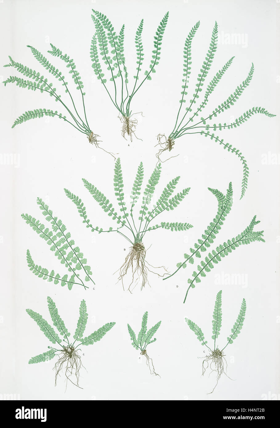 Asplenium viride. The green spleenwort, Bradbury, Henry Riley (1821-1887), (Illustrator), ferns of Great Britain and Ireland Stock Photo