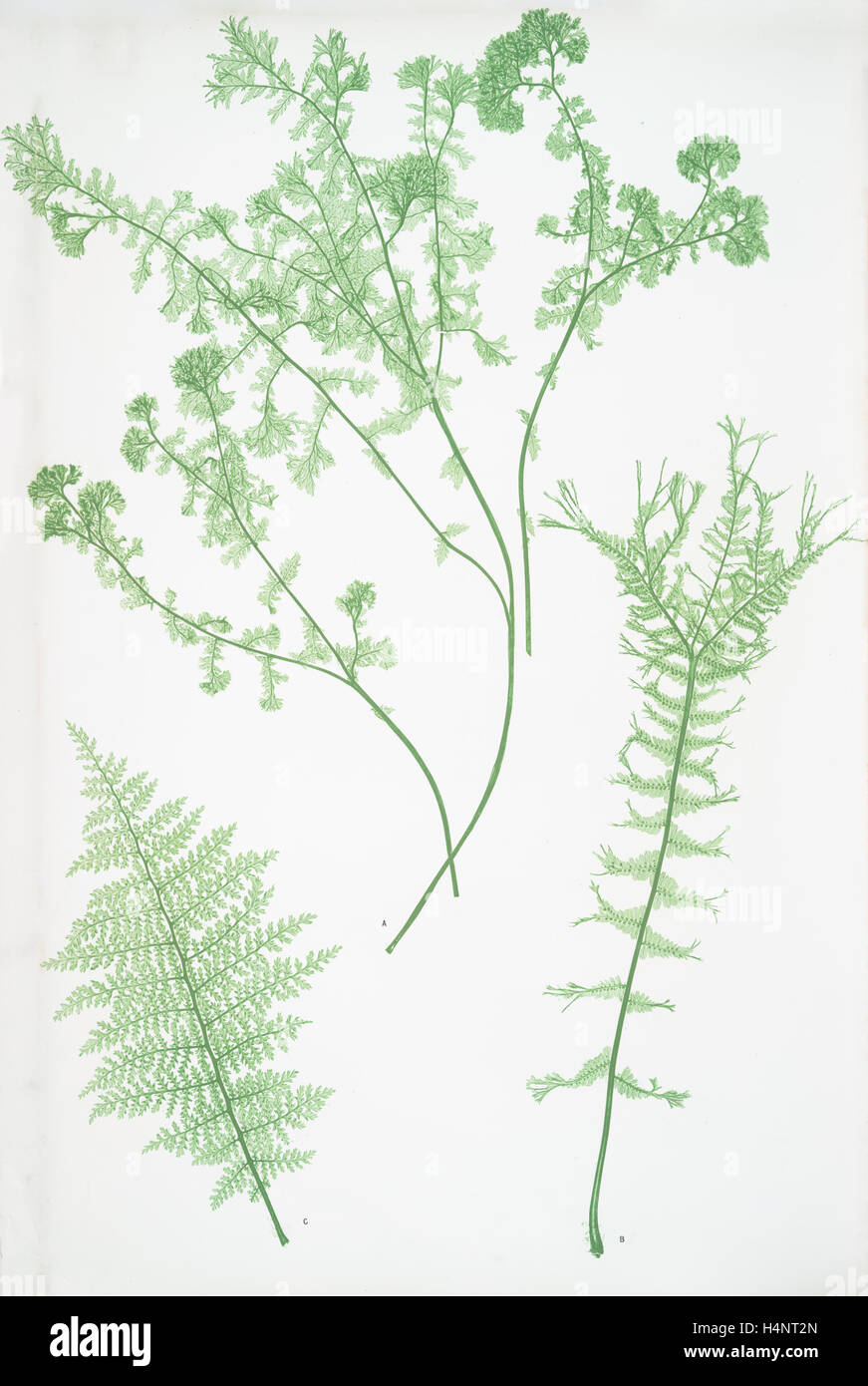 A. Athyrium Filix-foemina crispum. B. Athyrium Filix-foemina depaperatum. C. Athyrium Filix-foemina dissectum. The lady fern Stock Photo