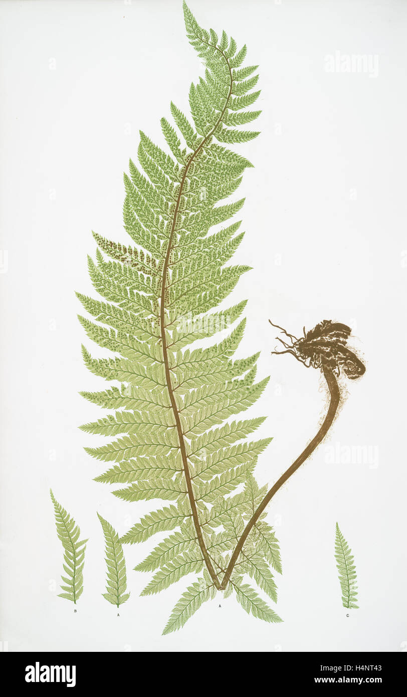 A. Polystichum aculeatum. B. P. aculeatum argutum. C. P. aculeatum alatum. The common prickly shield fern Stock Photo