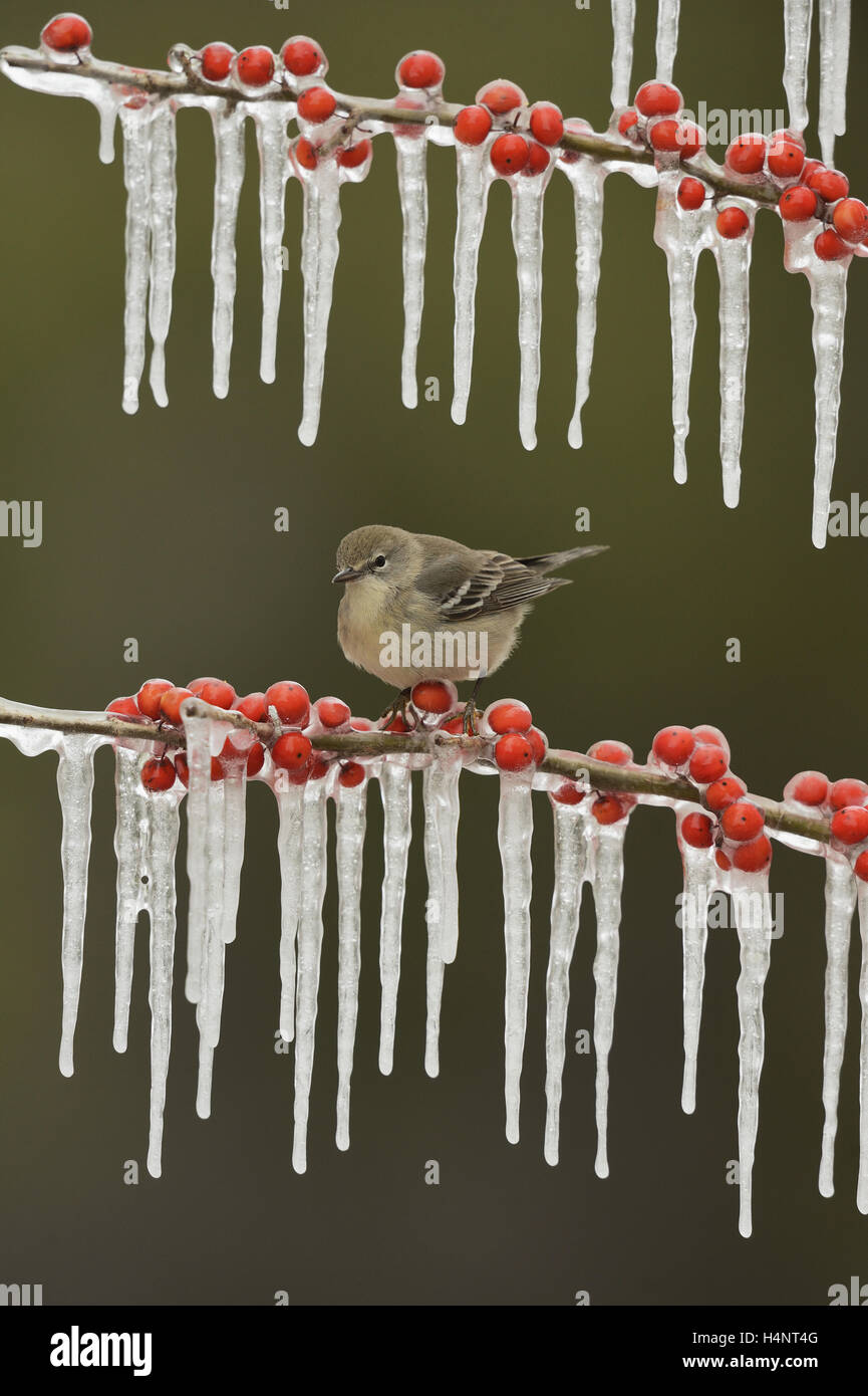 Pine Warbler (Dendroica pinus), immature female perched on icy branch of Possum Haw Holly (Ilex decidua) with berries, Texas Stock Photo