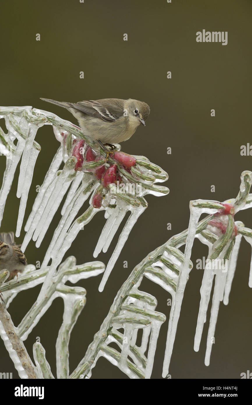 Pine Warbler (Dendroica pinus), immature female perched on icy branch of Christmas cholla (Cylindropuntia leptocaulis), Texas Stock Photo