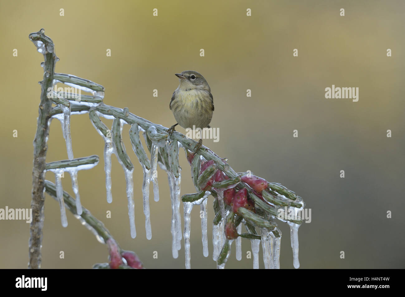 Pine Warbler (Dendroica pinus), immature female perched on icy branch of Christmas cholla (Cylindropuntia leptocaulis), Texas Stock Photo