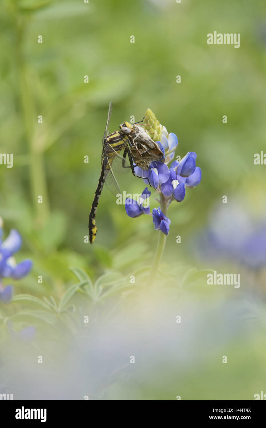 Plains Clubtail (Gomphus externus), adult perched on Texas Bluebonnet (Lupinus texensis) with butterfly prey, Texas, USA Stock Photo
