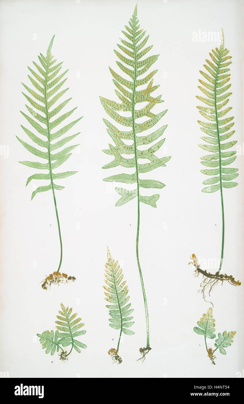 Polypodium vulgare (A,B,C,D), P. vulgare acutum (E), P. vulgare hifidum (F). The common polypody, Bradbury, Henry Riley Stock Photo