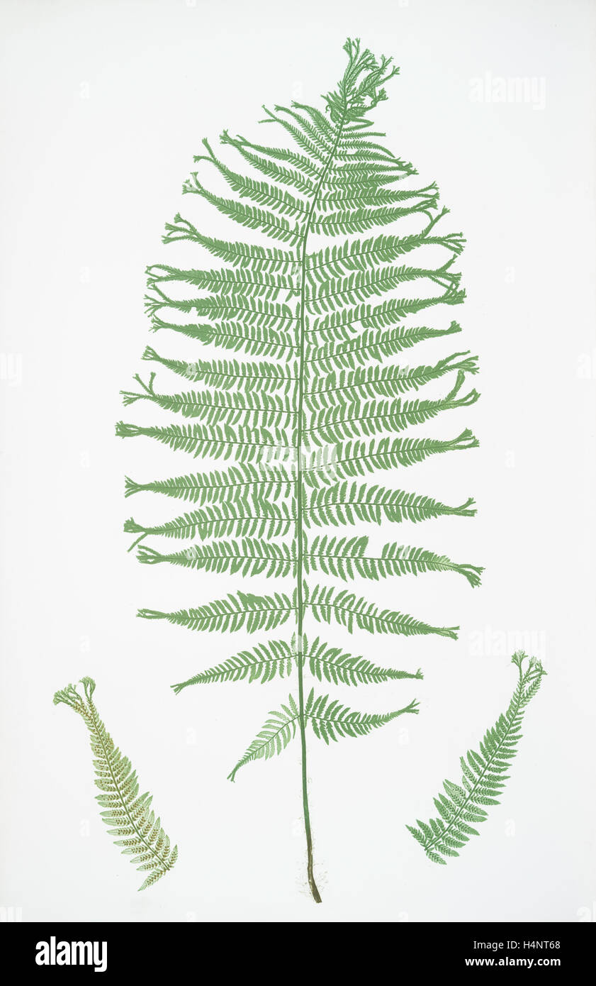 Athyrium Filix-foemina  multifidum. The lady fern, Bradbury, Henry Riley (1821-1887), (Illustrator), ferns of Great Britain Stock Photo
