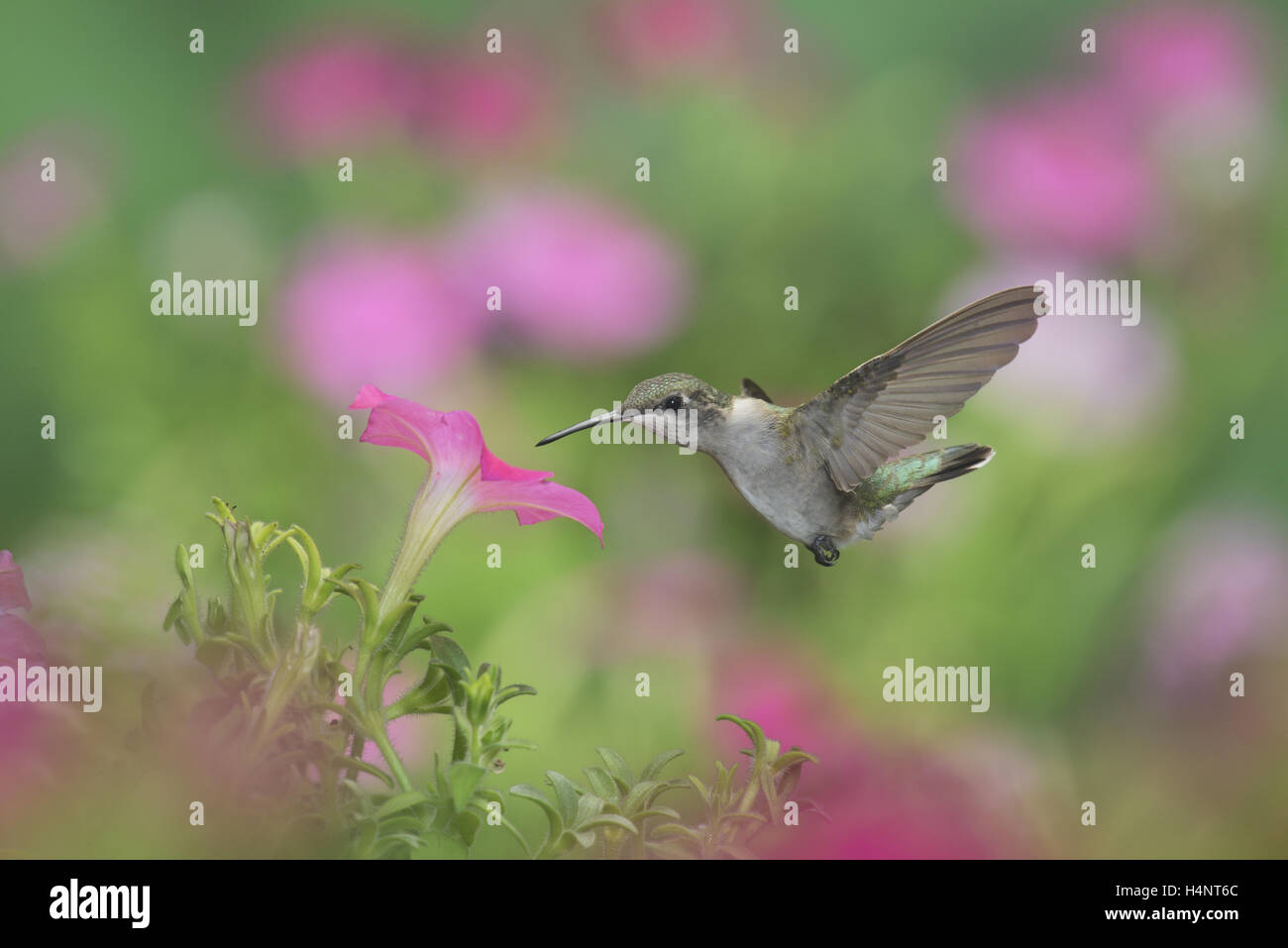 Ruby-throated Hummingbird (Archilochus colubris), female in flight feeding on Petunia  flowers, Hill Country, Texas, USA Stock Photo