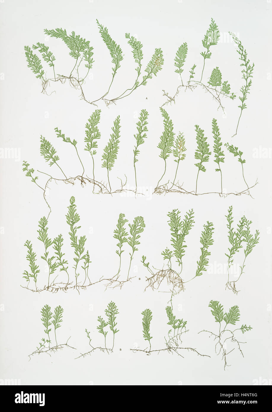 A. Hymenophyllum tunbridgense. B. H. unilaterale.  The tunbridge film fern, Bradbury, Henry Riley (1821-1887), (Illustrator) Stock Photo